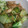 プクチョコ's cooksnap of when they made 牡蠣のオイスターソース炒め.