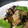 maruru-nn's cooksnap of when they made 茄子と豚肉の和風炒め.
