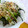 mikkusan's cooksnap of when they made ししとうの甘辛炒め.