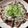 RUCC's cooksnap of when they made 絶品！フライパンで焼く鰹のタタキ.