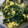 クックEX3ISK☆'s cooksnap of when they made ほうれん草と卵の炒めもの.