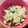 shogopapa's cooksnap of when they made 「加賀野菜」金沢春菊と白魚の卵とじ♡.