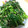真愛ママ's cooksnap of when they made おひたしで箸やすめ☆春菊のごまよごし.