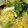 VanDyke's cooksnap of when they made 白菜ときのこと生姜のポカポカおうどん。.