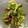 PARNELL's cooksnap of when they made しば漬け風ゆかり浅漬け.