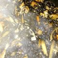 じじばばな私's cooksnap of when they made ひじきの煮物.