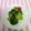 龍青空ママ's cooksnap of when they made ブロッコリーのみそ漬け　.