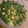 メーさん's cooksnap of when they made 切って入れるだけ。万能ネギの保存法.