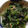ちはるき27's cooksnap of when they made かにとほうれん草の和え物.