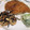 きらり流れ星's cooksnap of when they made 蓮根とひじきの梅醤炒め.