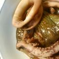 えびす園's cooksnap of when they made ＊ダンナ大絶賛＊　イカと揚げナスの煮物.