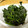 大西あけみ's cooksnap of when they made 緑の副菜♡ほうれん草の胡麻和え.