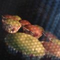 すー's cooksnap of when they made チョコカップケーキ.