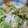 抹茶もつこ's cooksnap of when they made ☆簡単！白菜のおひたし☆.