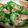 myukitty's cooksnap of when they made ゴーヤのベーコン炒め、味付けは白だしで.