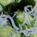 kotomimi's cooksnap of when they made ちりめんじゃことわかめときゅうりの酢の物.