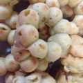 Ayatoyou's cooksnap of when they made 簡単♪米粉のはちみつバナナ焼きドーナツ♪.