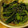 yotms's cooksnap of when they made ＊簡単＊小松菜の胡麻和え＊.