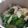 mikarafa's cooksnap of when they made 菜の花で♪春色にゅうめん.