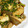 しょこらman's cooksnap of when they made 簡単！！白身魚のねぎソース.