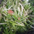お腹がぐう's cooksnap of when they made ✿一番好き❀水菜の食べ方✿超簡単♪♪.