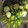 じょじょえん123's cooksnap of when they made 簡単！きゅうりと塩昆布和え.