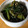 なおぼぅ's cooksnap of when they made 簡単ほうれん草ごま和え.