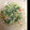 ちびきろりん's cooksnap of when they made 水菜とカニカマの和風和え.