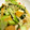 サトモユリア's cooksnap of when they made ちんげん菜と厚揚げの炒め物.