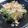 まーしの's cooksnap of when they made ピーマンと玉ねぎのポン酢和え.