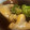 オカム66's cooksnap of when they made ヒラメの卵の甘辛煮.