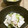 saki1010's cooksnap of when they made 野菜消費♪塩麹とゆかりの浅漬け.