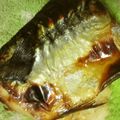 なぎ×なぎ's cooksnap of when they made 塩麹で焼き鯖.