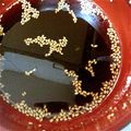 myuuちゃん's cooksnap of when they made 簡単！自家製！美味しい焼き肉のタレ.