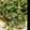 ころころChammy's cooksnap of when they made 豆苗と豚バラのさっと炒め.
