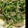 ころころChammy's cooksnap of when they made 豆苗と豚バラのさっと炒め.