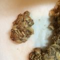 ほわ〜's cooksnap of when they made オートミールクッキー.