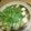 ふうかmama♪'s cooksnap of when they made セリと鶏団子のゴボウ鍋.