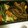 ダサコ's cooksnap of when they made 水菜と油揚げの煮浸し.
