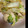 く〜み〜さん's cooksnap of when they made 鶏とネギの塩だれ炒め.