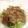 ヨネッチ's cooksnap of when they made 豚丼.