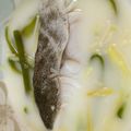 ぽこチャン's cooksnap of when they made フィリピン料理・魚のココナッツミルク煮.