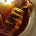 himeღ's cooksnap of when they made 祭りのイカ焼き風☆.