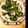 ナツシロギク's cooksnap of when they made 高菜と豚こまの塩麹炒め.