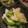 チコリママ's cooksnap of when they made 梨と野菜のさっぱり和え.