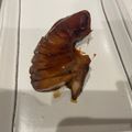 chitonton's cooksnap of when they made マグロのあら煮 *☻*.