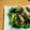 Ｆスイーツ's cooksnap of when they made プレ農家めし◆小松菜と豚肉の塩麹炒め.