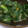 ユミミ★'s cooksnap of when they made 簡単＆絶品❤小松菜の辛子しょうゆがけ.