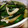 oshamasan's cooksnap of when they made めんつゆわさび和え.
