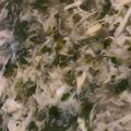 MULA's cooksnap of when they made セロリの葉と卵の中華スープ.